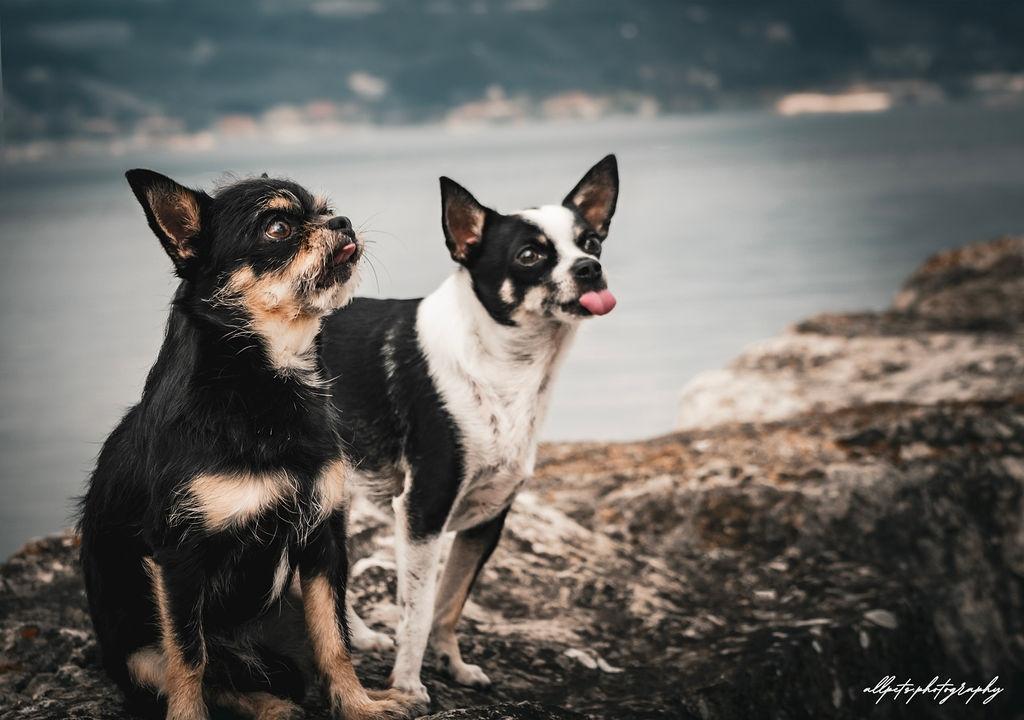 Chiens au lac
