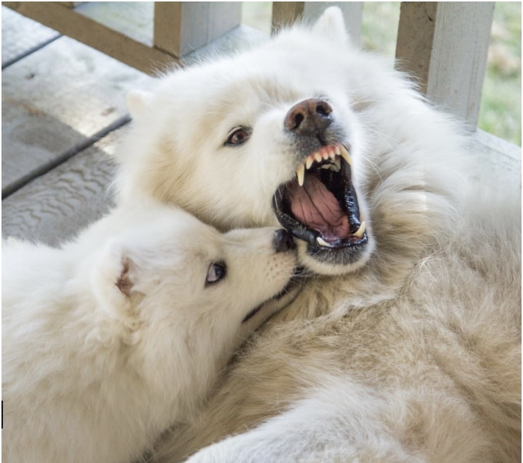 Chien en coaching comportemental