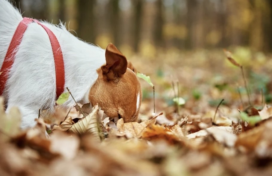 Jack Russell en pistage