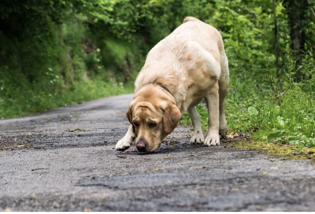 Labrador en pistage