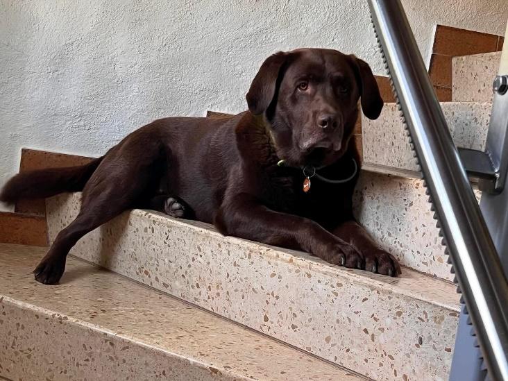 Labrador heureux