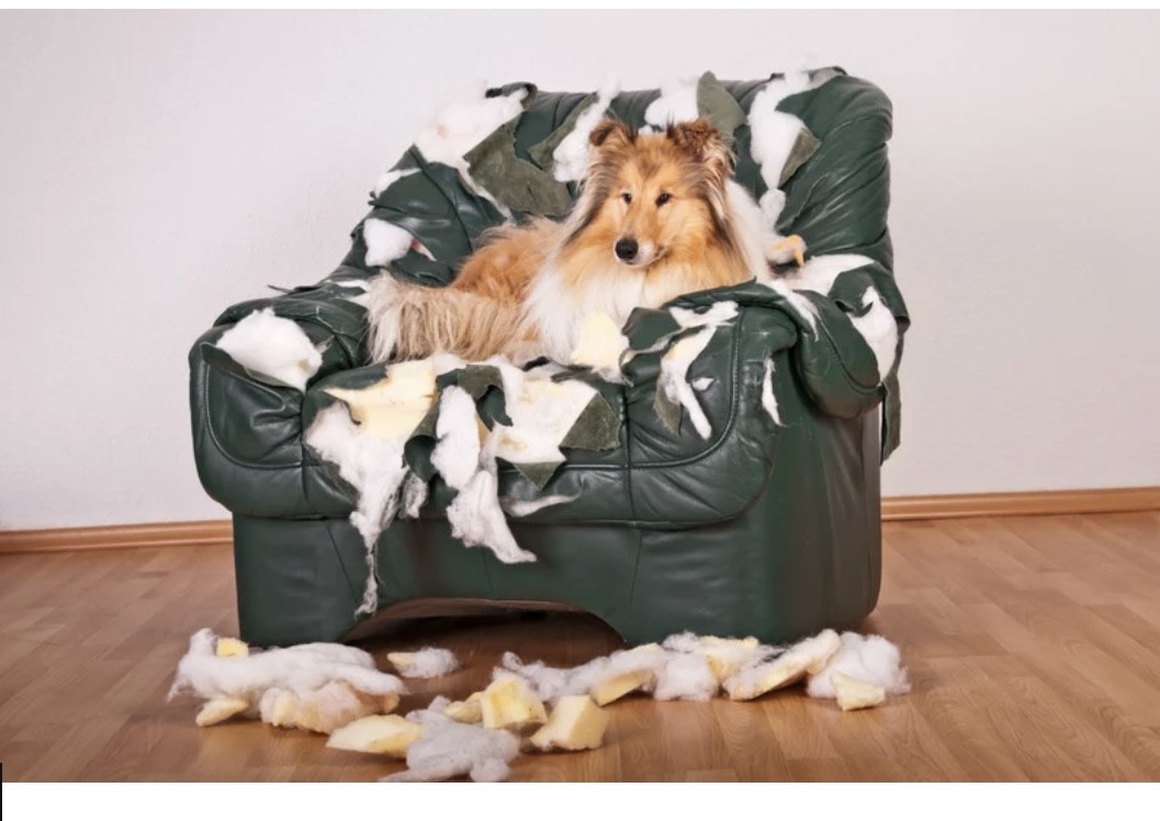 Chien en coaching comportemental