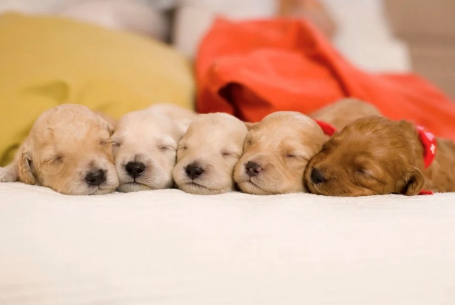 Chiot en jeu
