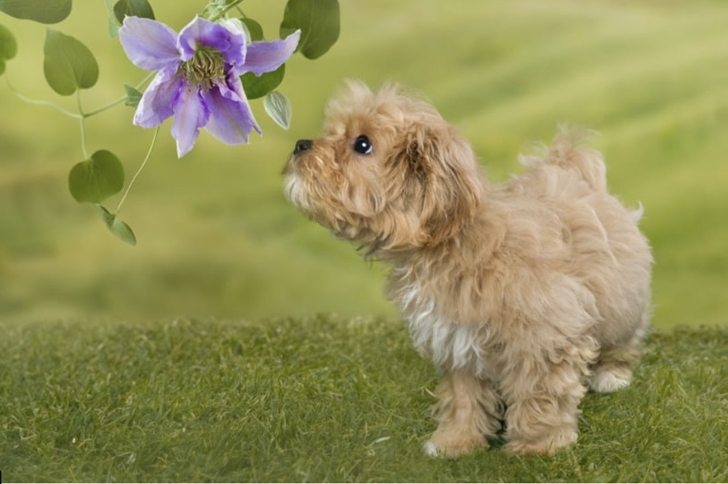 Chien en recherche olfactive